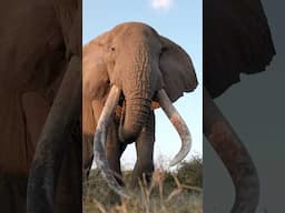 Elephants of Amboseli, Kenya. #safari #elephant