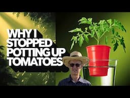 STRONGER TOMATO PLANTS using new improved DOUBLE CUP METHOD