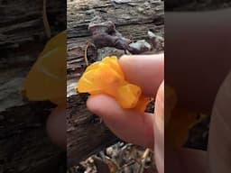 Squishy Jelly Mushroom ASMR: Naematelia, Pseudotremella, and Exidia (All Edible)