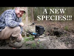 Surprising New Visitor to Possum Den & New Camera Trap!