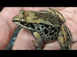 Chytrid Fungus Is Driving Amphibians Extinct. Can We Help? Conservation Chat #3