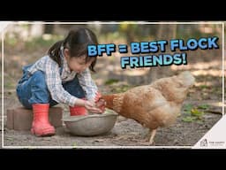 The Top 10 Friendliest Chicken Breeds!