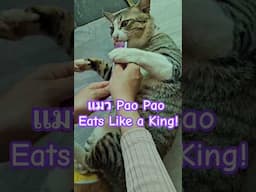 Pao Pao loves food! Watch him enjoy every bite! 😋 #แมว #HungryCat #cat #catlover