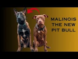 Malinois Becoming the New Pit Bull