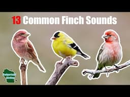 Learn 13 Common Finch Songs and Calls!