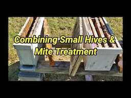 Combining Small Hives & Mite Treatment