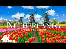 The Netherlands 4K - Explore Blooming Tulip Fields and Charming Spring Views - Calming Music