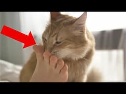 9 Things That Make Your Cat Happy (#9 Is Disgusting but Cute)