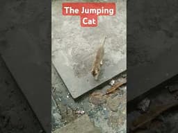 The jumping cat #cat #jump #music #animals #anime