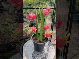 Grow Dragon Fruit From Seed  #dragonseeds #dragonfruit #dragonfruitplantation #urbangardening