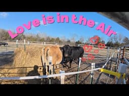 Taking Our Jersey Cow on a Date | Micro Dairy Diary