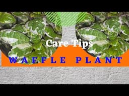 How To Care For Snow White Waffle Plant