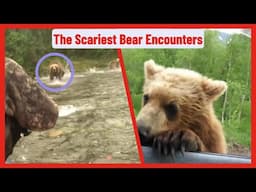 The scariest bear encounters/Grizzly Bear Encounter/Grizzly Bear Encounter Hiking/Bear Attacks 2024