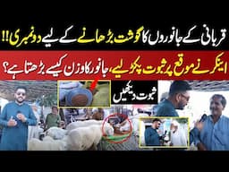 How gain The Weight Of Animals On Eid Sale || Naeem Bhatti At Eid Mandi | Deikhoo Tv