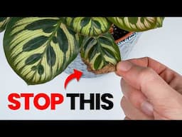 I Stopped Killing Calathea Once I Knew This