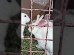 Rabbit farming