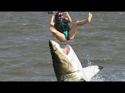 10 Craziest Things Swallowed by a Shark