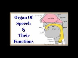 Organs Of Speech ( General Phonectics ) Explanation In Malayalam