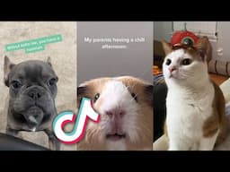 The MOST CUTE and AMAZING TikTok PETS EVER!...