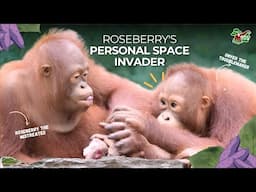 ORANGUTAN ROSEBERRY'S PERSONAL SPACE INVADER