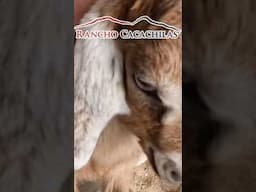 Play with Adorable Baby Goats on a Ranch in Baja, Mexico