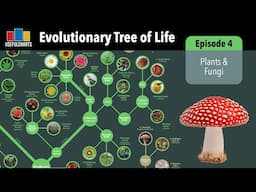 Evolutionary Tree of Life | Episode 4 -  Plants & Fungi