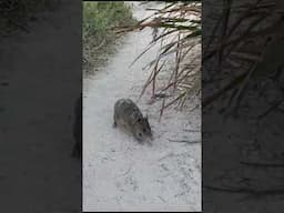 Quenda in Coogee Beach - Western Australia #marsupials #wild #wildanimals #australiancity #australia