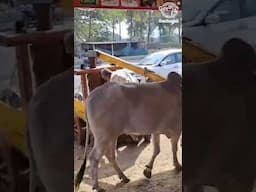 Bullock-Pressed Sugarcane Juice At Shani Shingnapur | #sugarcanejuice #shanishingnapur