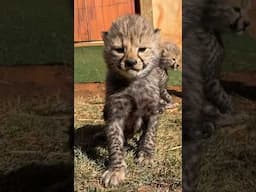 Cute baby cheetahs with their mom