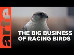 British Falcons for the Middle East  | ARTE.tv Documentary