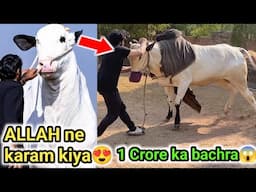 Aggressive hogaya yeh bohat😱| 1 Crore ka fateh e jung bachra hota hai😳