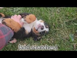 Meet Michelle, a female Bernese Mountain Dog puppy!