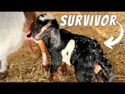 They're Not All Happy Endings | ANOTHER Double Goat Birth