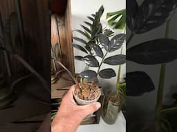 Foolproof Way to Propagate ZZ Plants