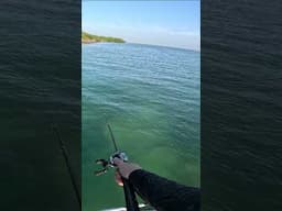 Catching Dinner with Piscifun Alijoz M Baitcaster Reel