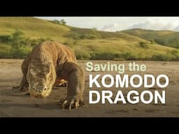 Saving the world's largest lizard | Chester Zoo | Komodo dragon conservation