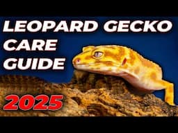 Leopard Gecko Complete Care Guide 2025