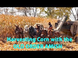 Harvesting, Grinding & Storing Ear Corn w/the OLD ORDER AMISH & Their HORSES in Lancaster County, PA