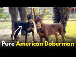 Meet The Champion Line Doberman Pinscher 😱 Real Doberman