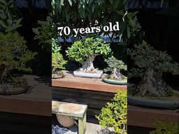 Bonsai #bonsai Ibonsai.climbing trees. 70 old #bonsaitree