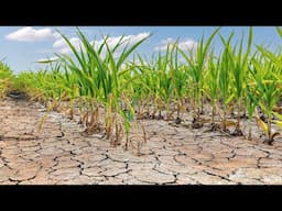 Adapting crops for climate change | Frontiers in Science