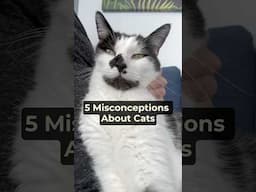 5 Misconceptions About Cats