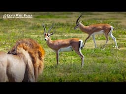 How Do Antelopes Defend Themselves Against Lions?