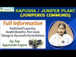 Hapusha (Juniperus communis) Full Information - Medicinal Properties, Health Benefits, Uses & Dosage