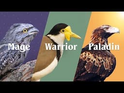 Australia's Most Common Birds - Part 2