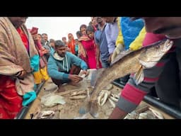 Hard Working Fishermen Catching Live Sea Fish | Early Morning Amazing Puri Odisha India