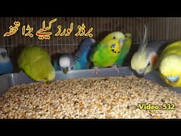 Best Gift for All Bird Lovers (Seed Cleaner), 100% Results for Parrots Seed Cleaning, video. 532