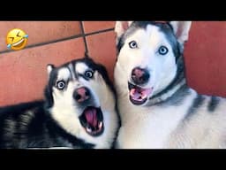 FUNNIEST Huskies | Normal dogs vs Huskies🤣 | 10 Minutes Best Videos | Part 35