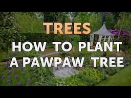 How to Plant a Pawpaw Tree