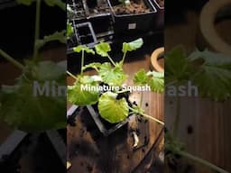 Miniature Squash In My Winter Garden #gardening #miniaturefood #wintergarden